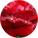 ansu mariam profile picture